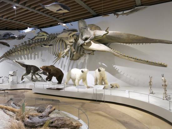 University of Copenhagen Zoological Museum